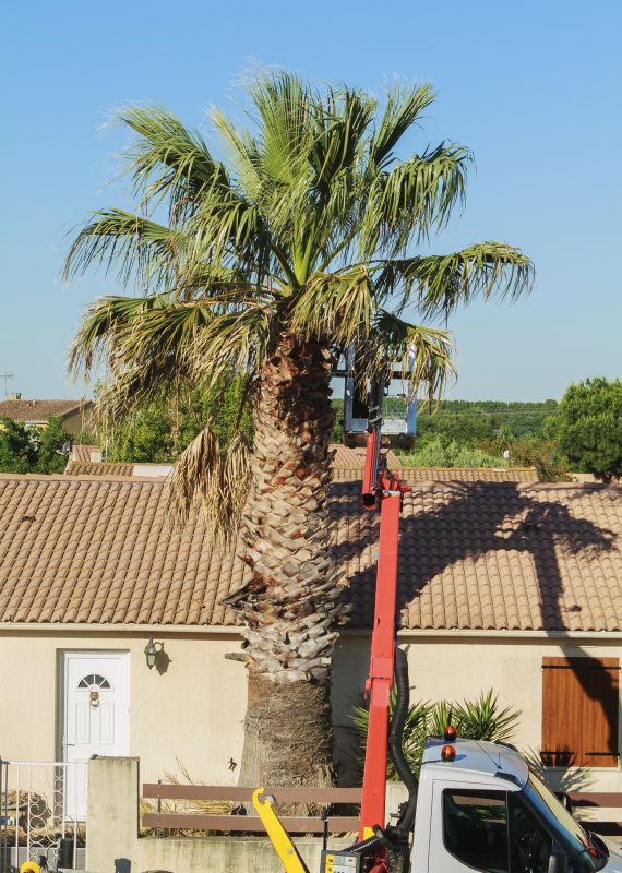 Contact About Palm Tree Pruning