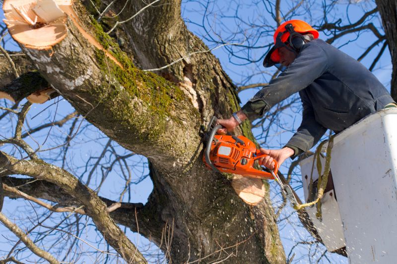 Safe Tree Dismantling
