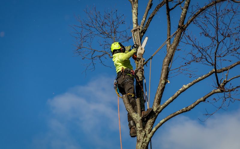 Tree Removal Crew at Work
