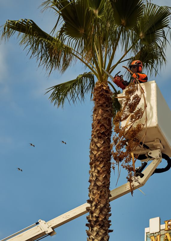 Palm Tree Pruning
