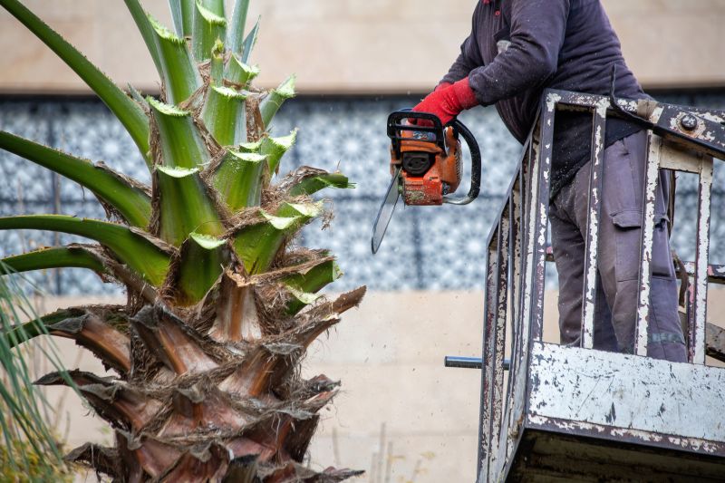 Palm Tree Pruning in Spring