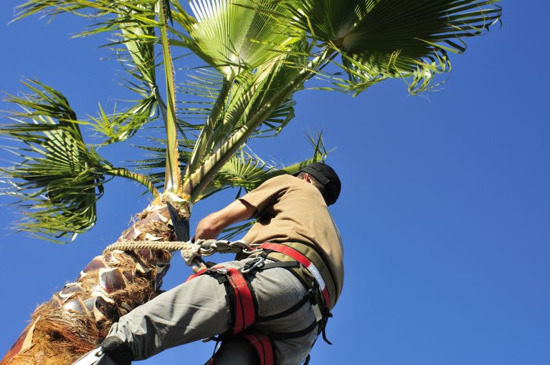 Summer Palm Maintenance