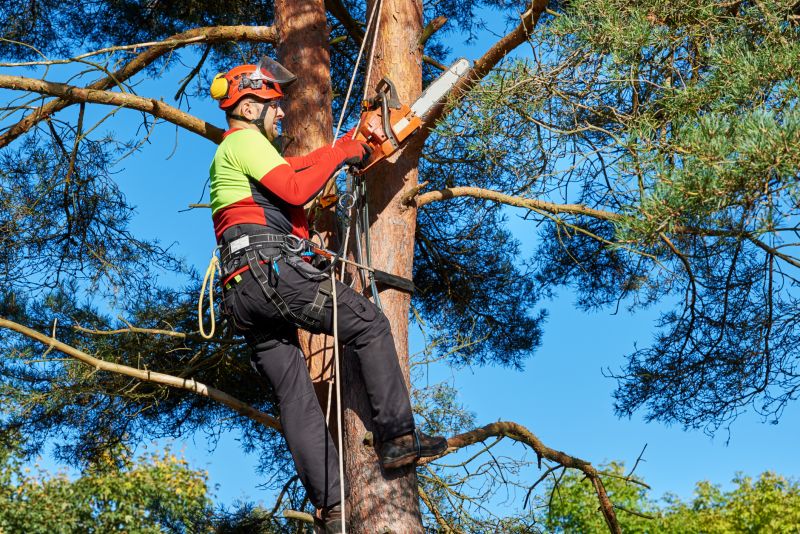 Safe Tree Care Practices